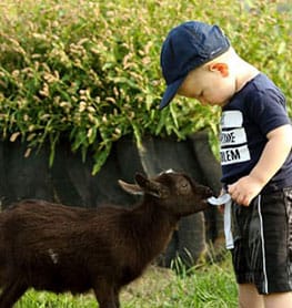 Boy Feeding a Goat